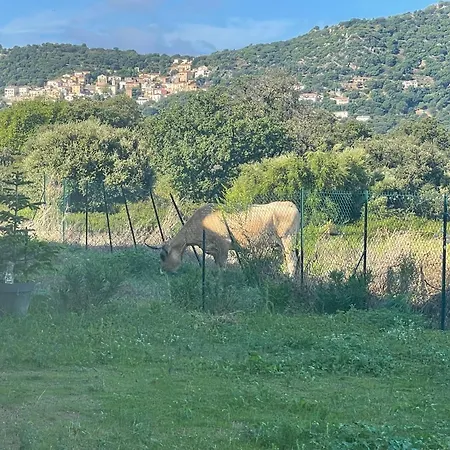 T3 Baie De Calvi Jardin Panoramique Vue * 칼렌자나